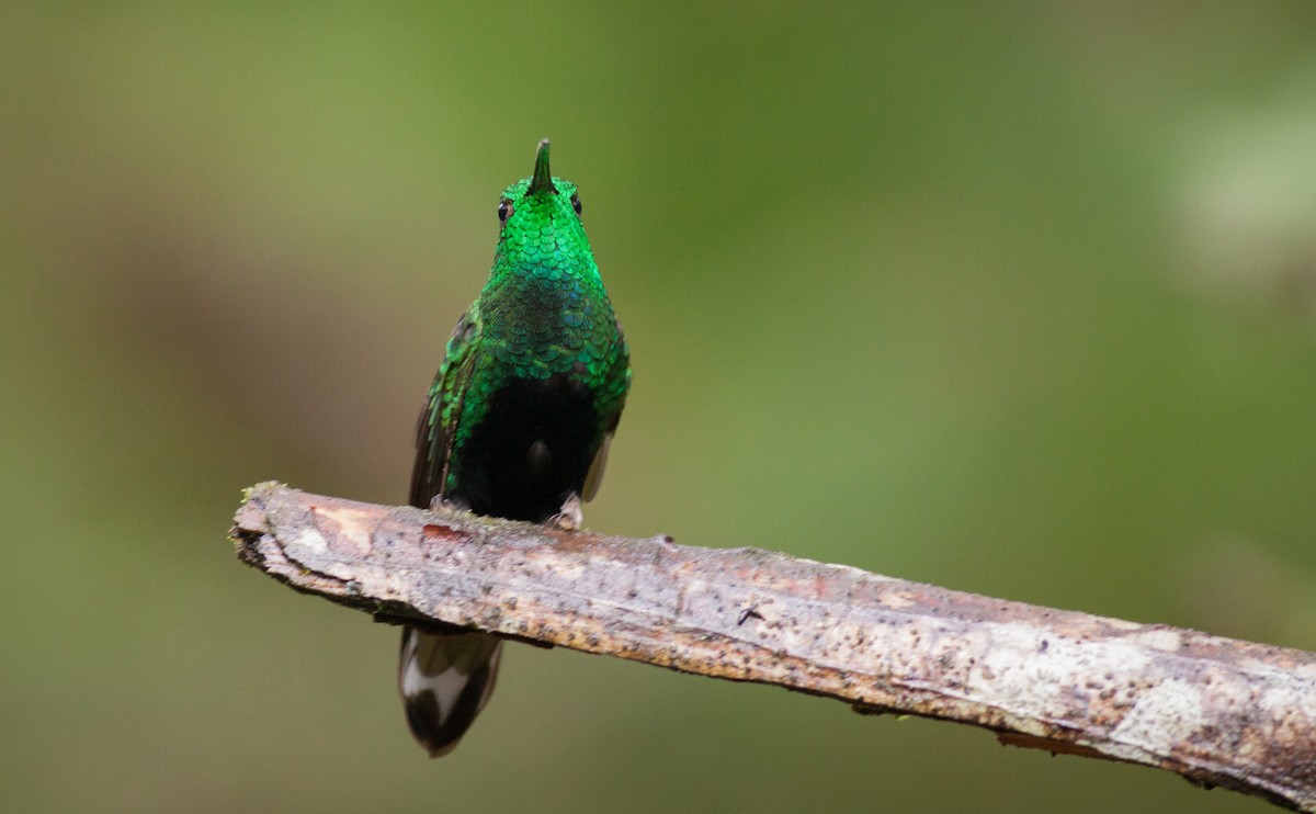 kolibřík aksamitový - ML40906841
