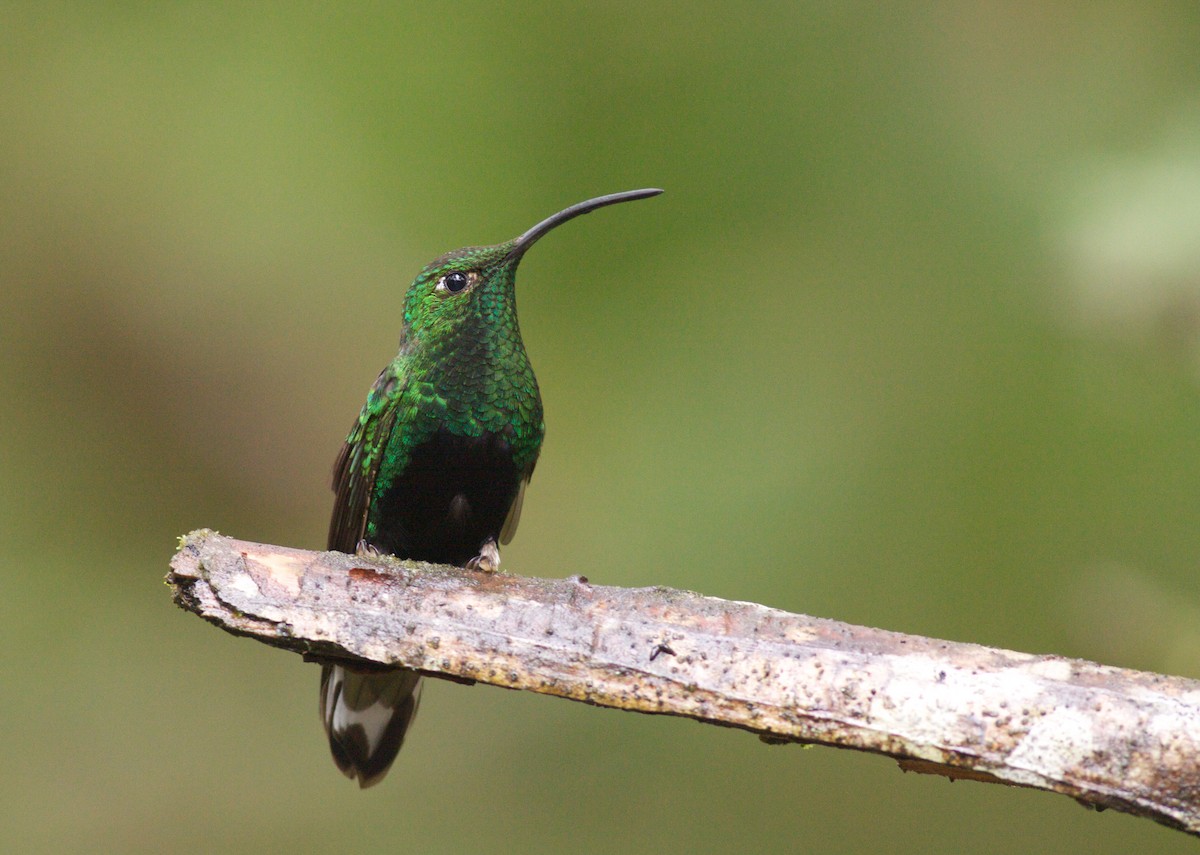 kolibřík aksamitový - ML40906861