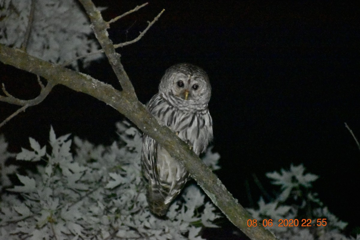 Barred Owl - ML409068981