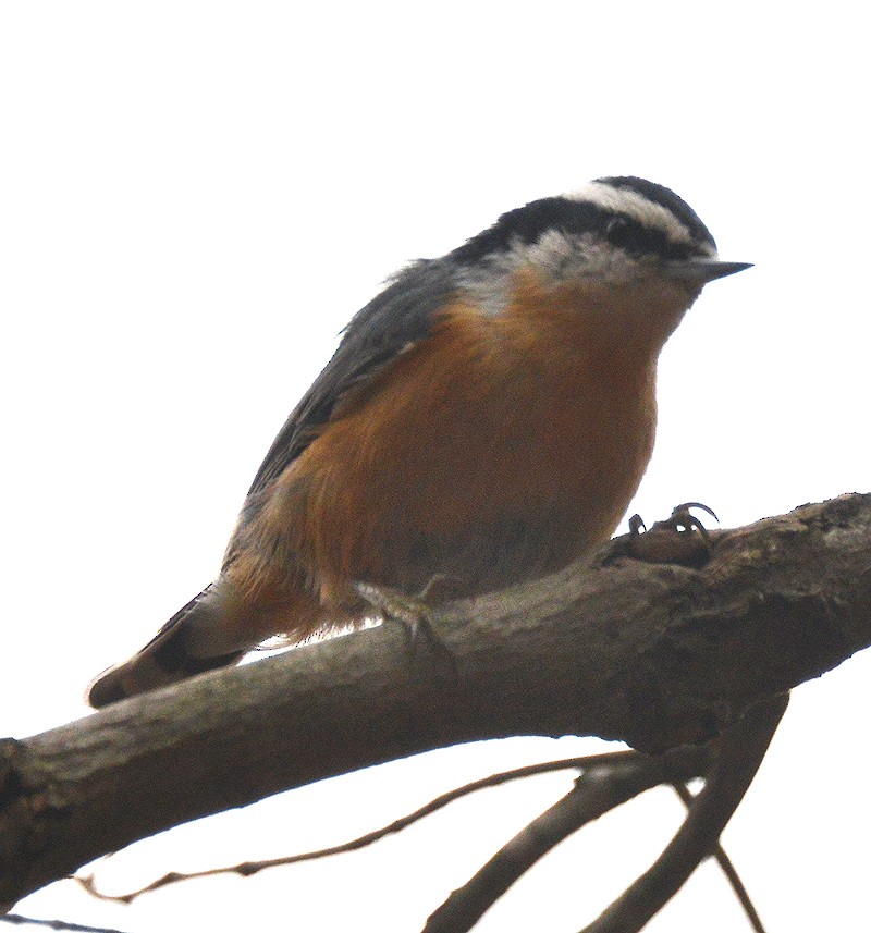 Red-breasted Nuthatch - ML40906981