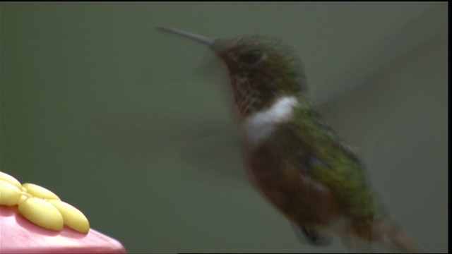 Scintillant Hummingbird - ML409070