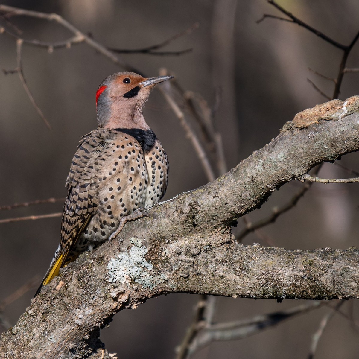 Northern Flicker (Yellow-shafted) - ML409071351