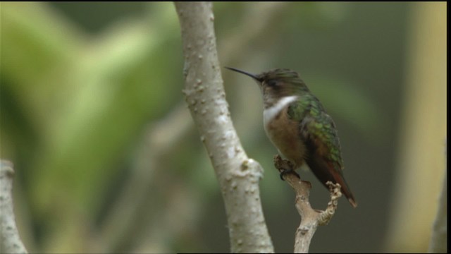 Scintillant Hummingbird - ML409072