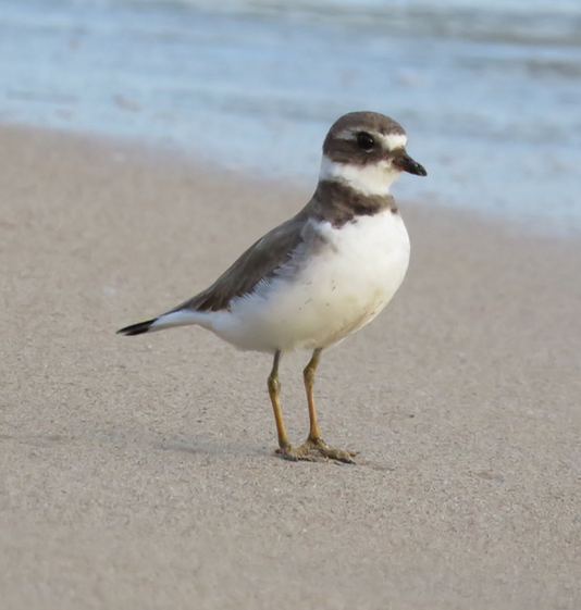 Semipalmated Plover - ML409072251