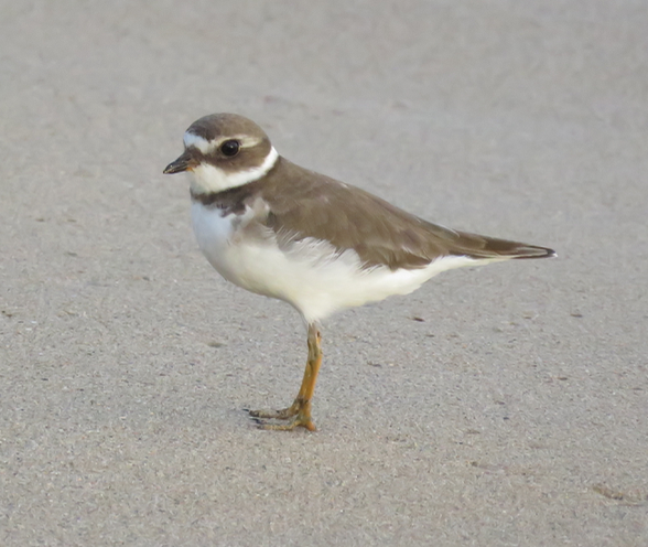Semipalmated Plover - ML409072271