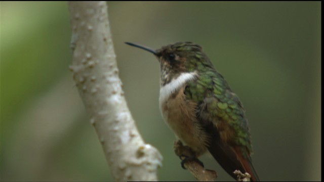 Scintillant Hummingbird - ML409073