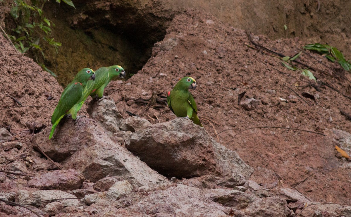 Yellow-crowned Parrot - ML40907391