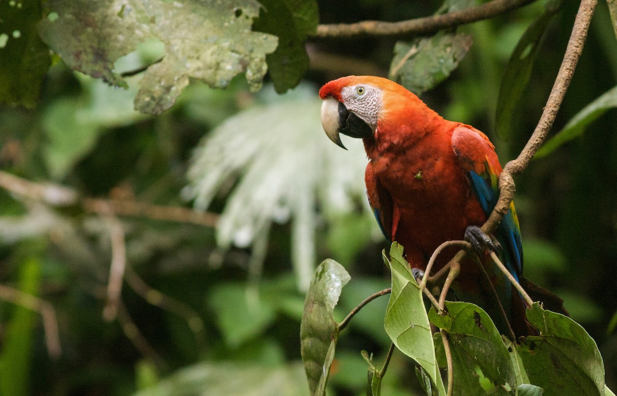 Scarlet Macaw - ML40907451