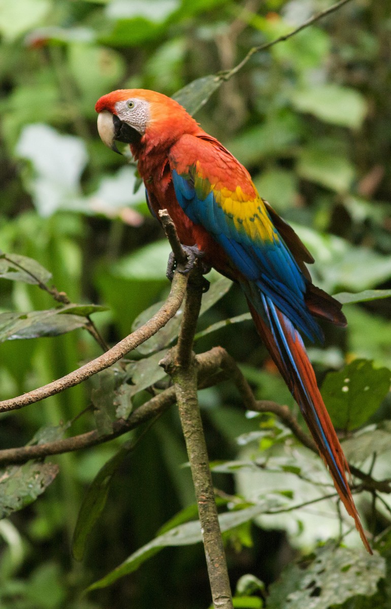 Scarlet Macaw - ML40907461