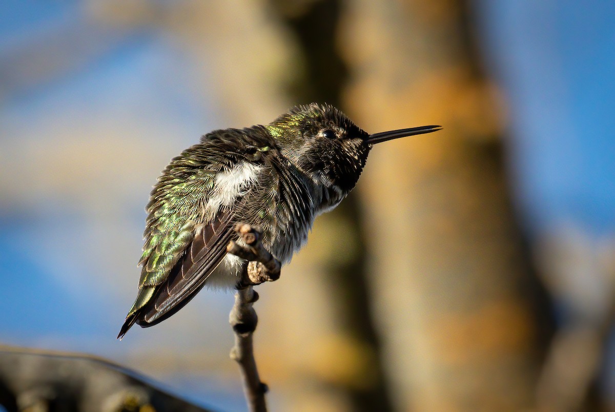Anna's Hummingbird - Nick Viani