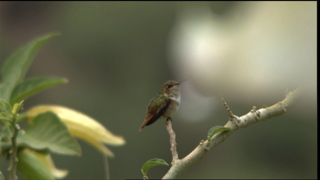Scintillant Hummingbird - ML409075