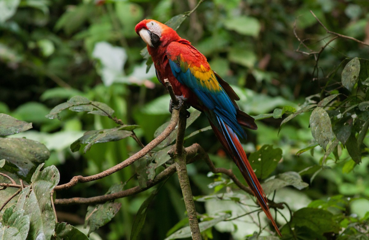 Scarlet Macaw - ML40907521
