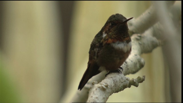 Scintillant Hummingbird - ML409076