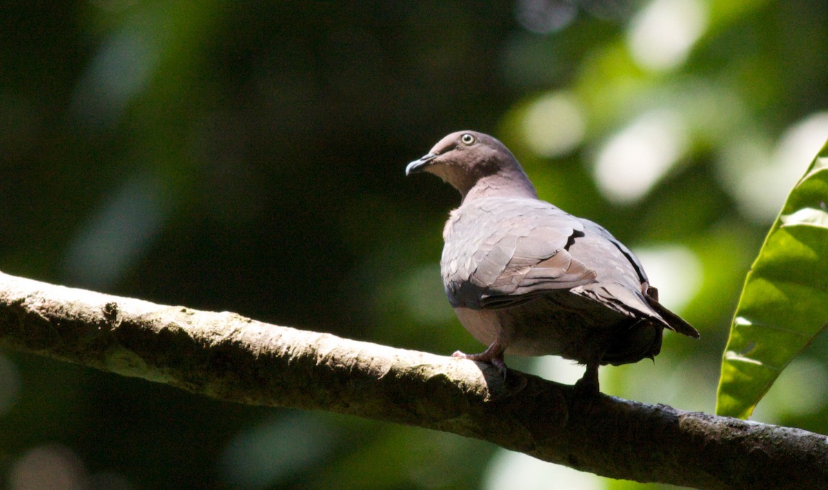 Plumbeous Pigeon - Ian Davies