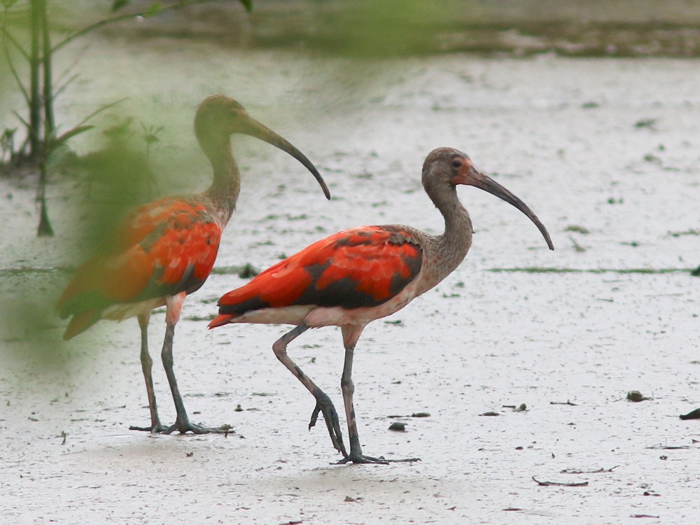 ibis rudý - ML409079881