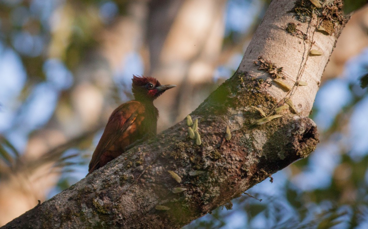Waved Woodpecker (Scale-breasted) - Ian Davies