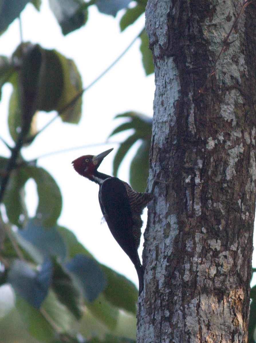 Crimson-crested Woodpecker - Ian Davies