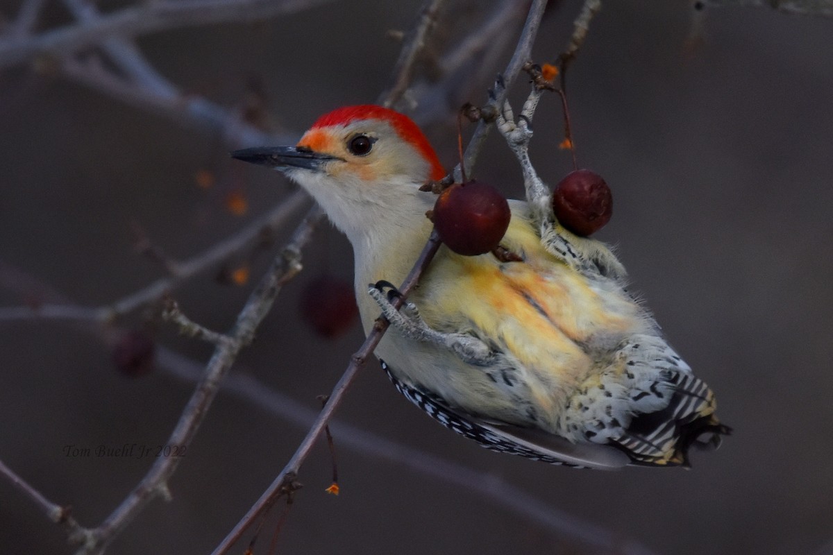 Red-bellied Woodpecker - Tom Buehl Jr.