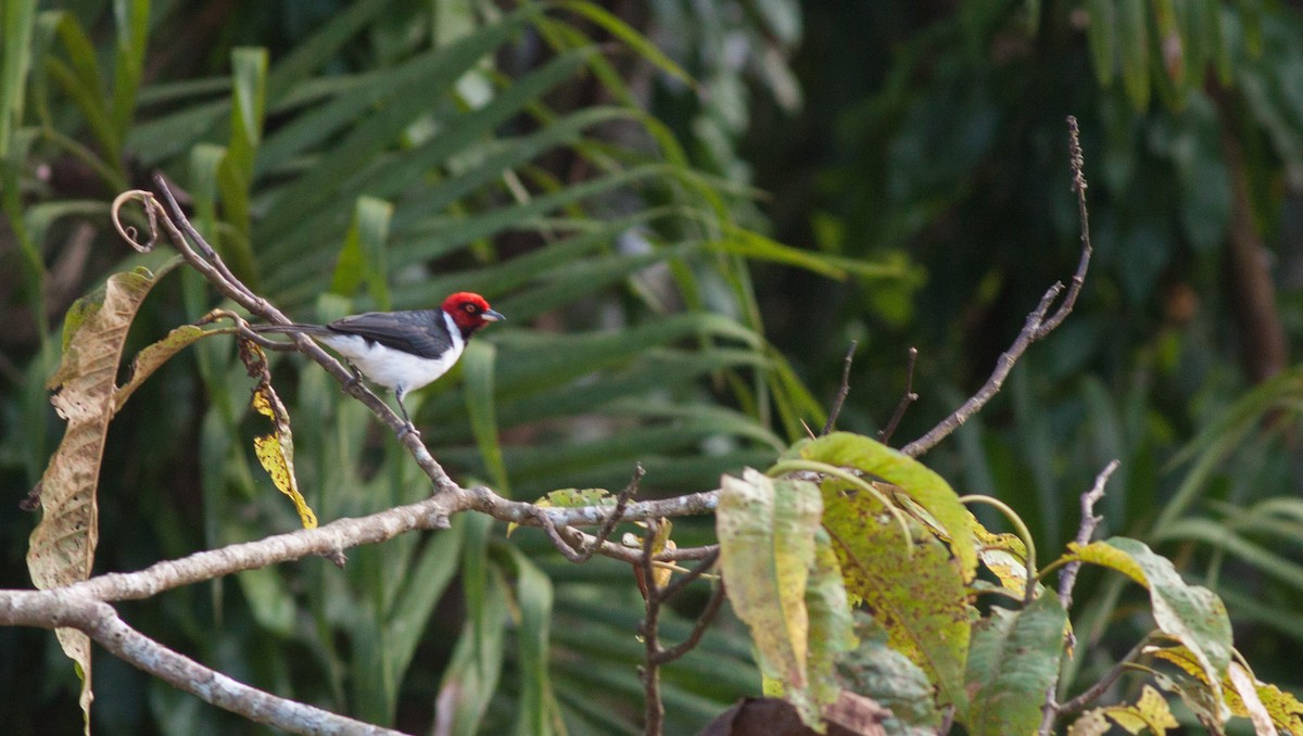 Red-capped Cardinal - ML40908391