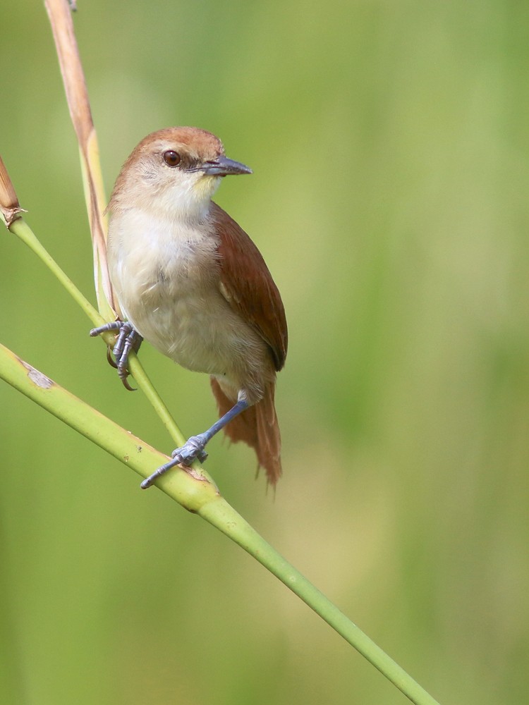 Yellow-chinned Spinetail - ML409084401