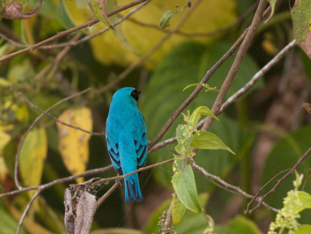 Swallow Tanager - ML40908531