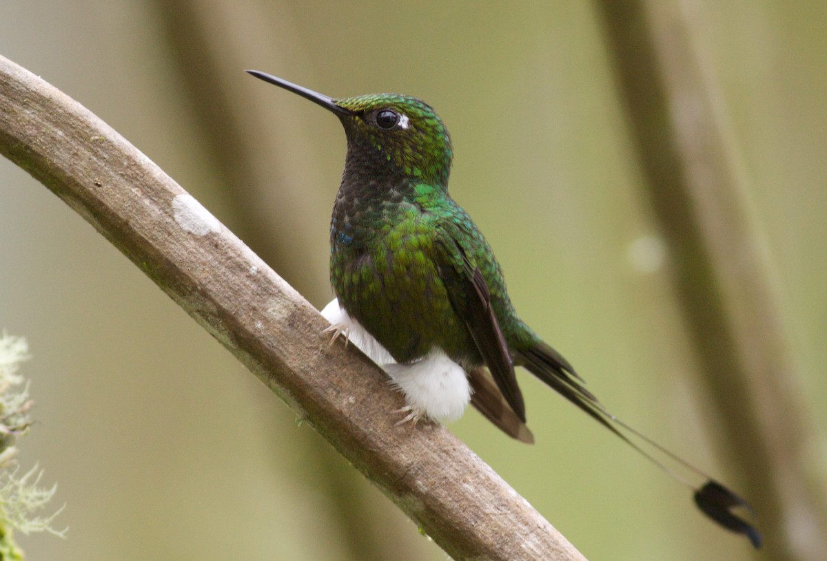 White-booted Racket-tail - ML40909261