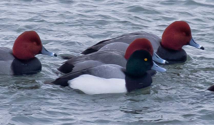 Greater Scaup - ML409092671