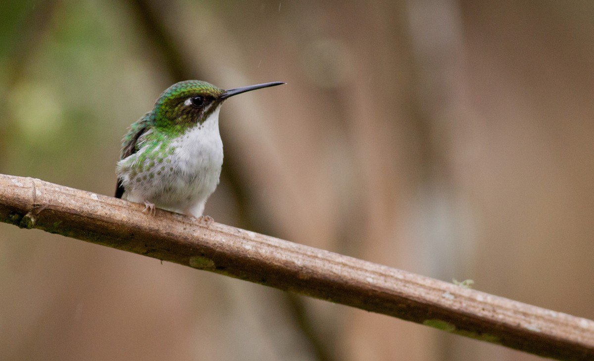 White-booted Racket-tail - ML40909271