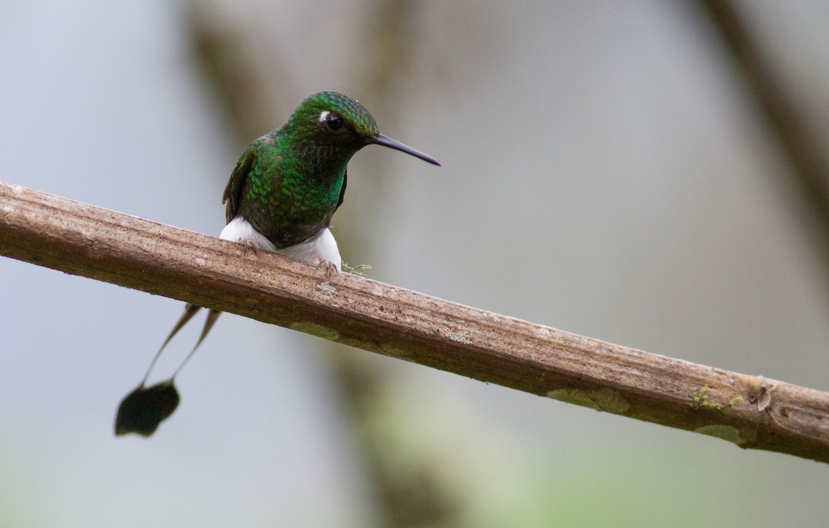 White-booted Racket-tail - ML40909291