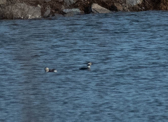 Long-tailed Duck - ML409098741