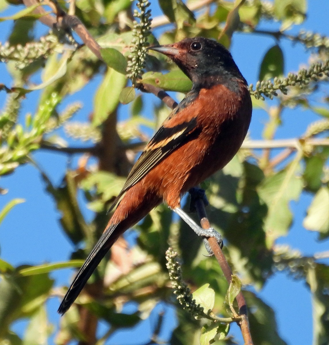 Orchard Oriole - ML409102541