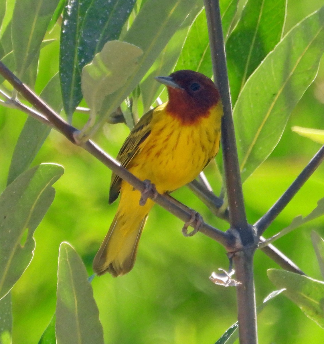 Yellow Warbler (Mangrove) - ML409102701