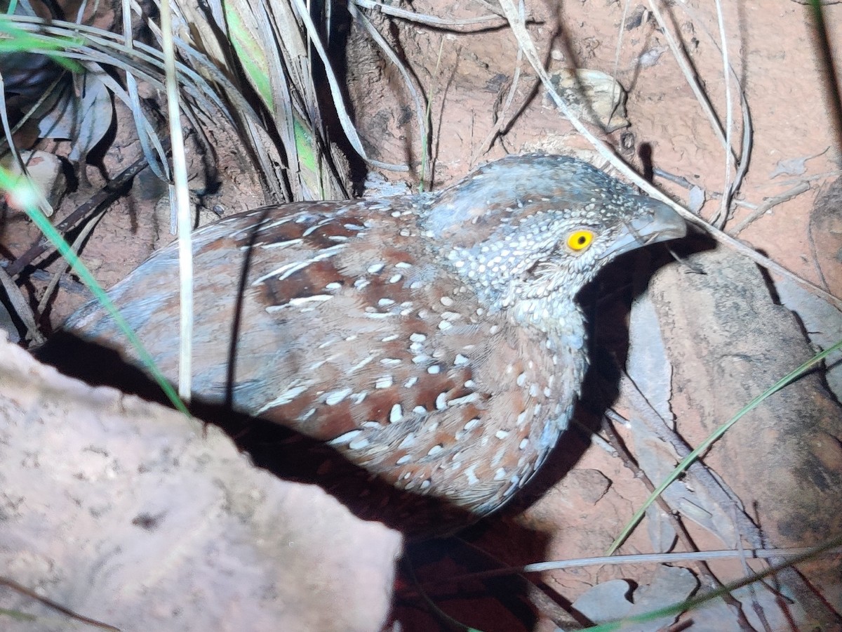 Chestnut-backed Buttonquail - ML409110981