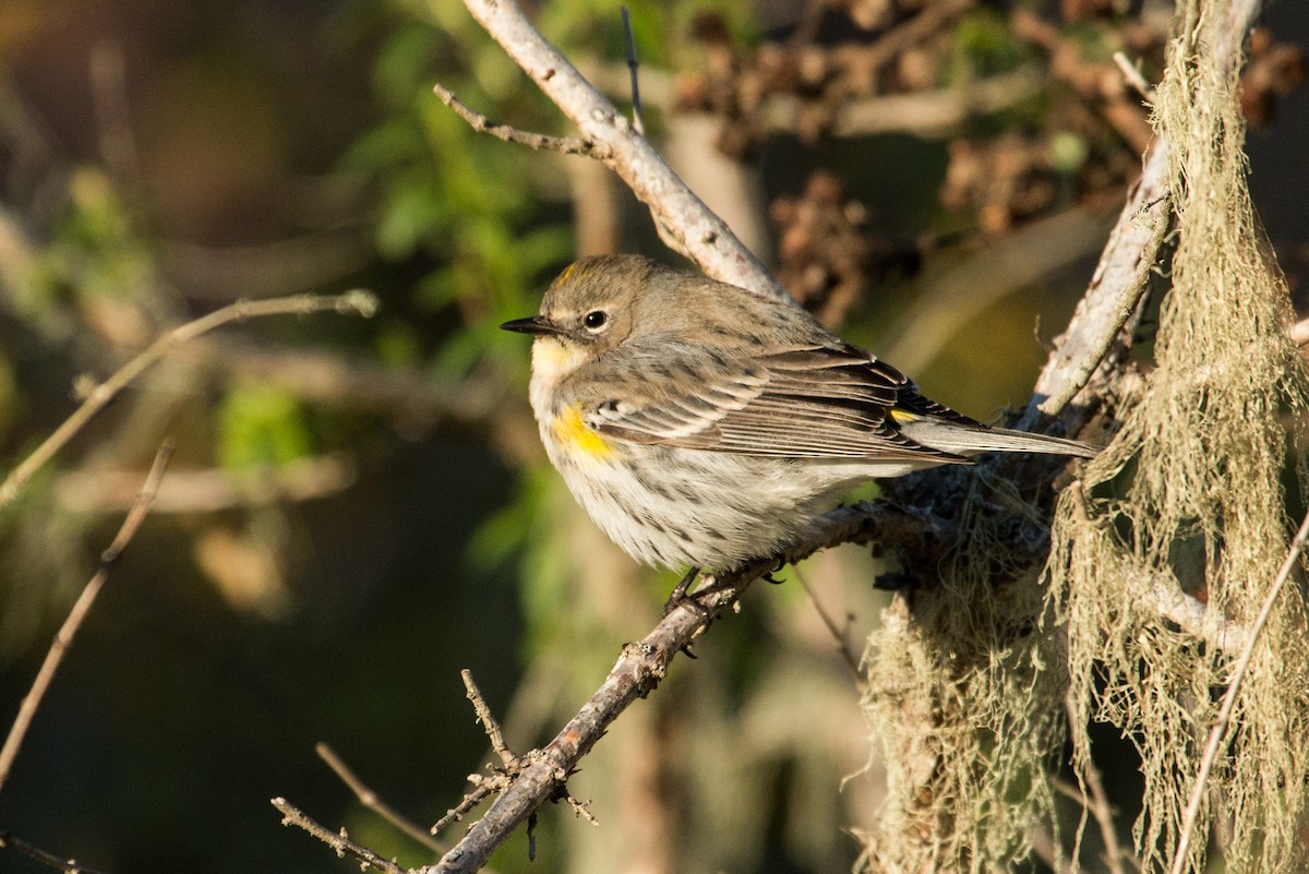Yellow-rumped Warbler (Myrtle x Audubon's) - Mark Dettling