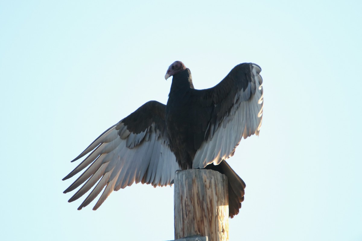 Turkey Vulture - ML40911431