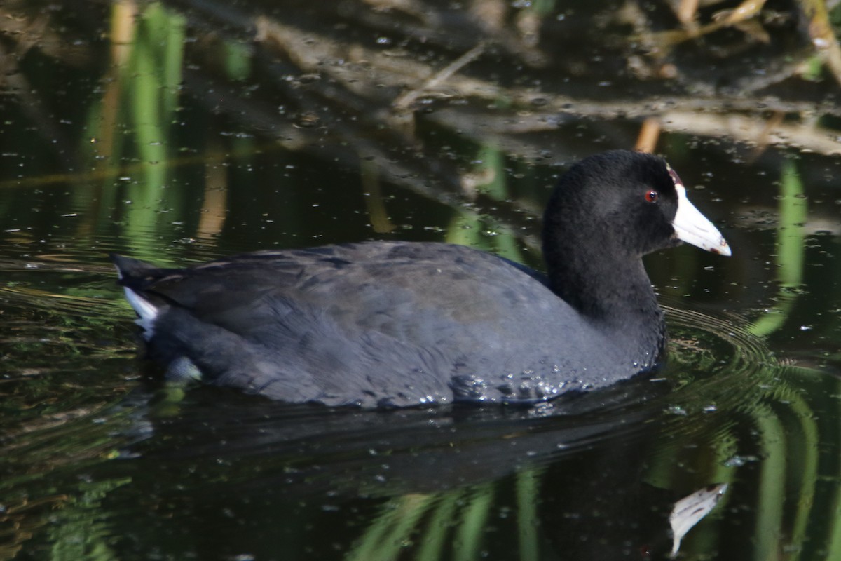 American Coot (Red-shielded) - ML40911541