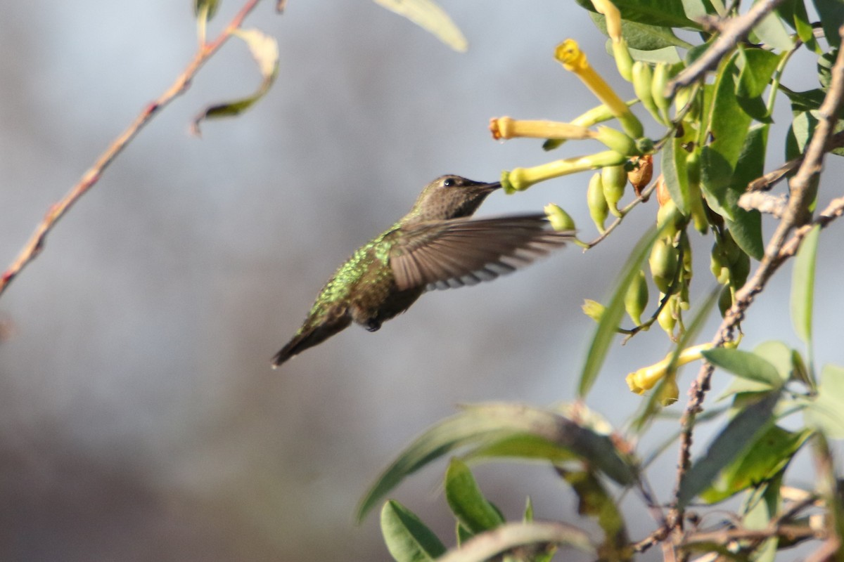 Anna's Hummingbird - Louis Hoeniger