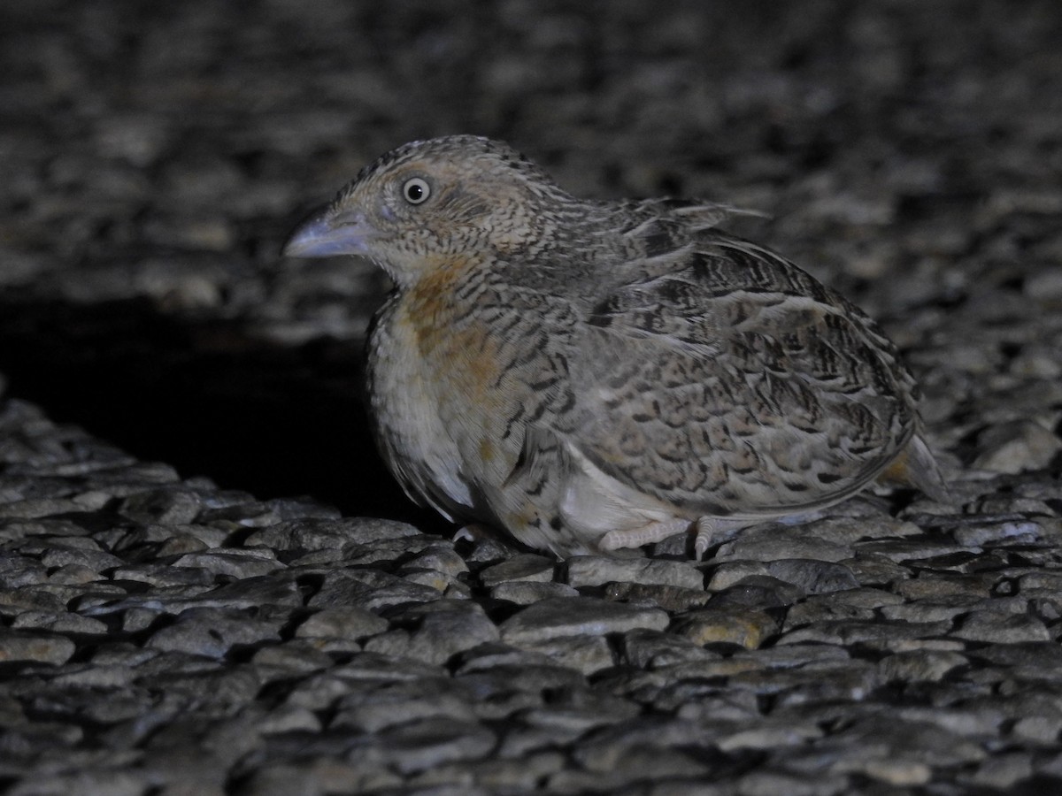 Red-chested Buttonquail - Nathan  Ruser
