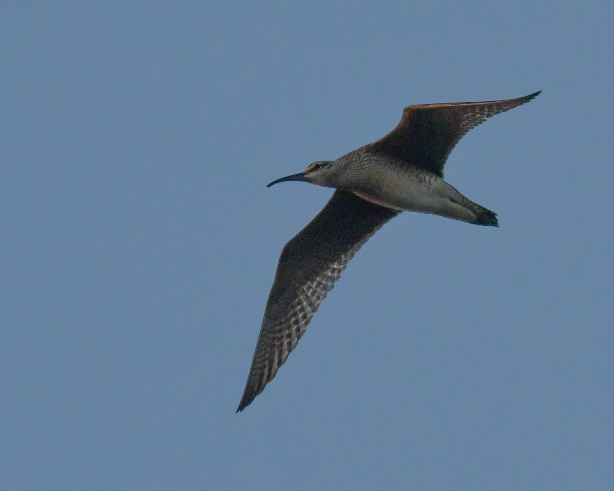 Whimbrel - Luke Colwell