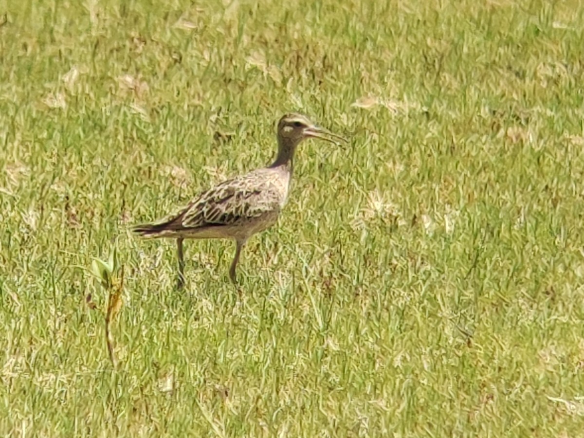 Little Curlew - ML409117181