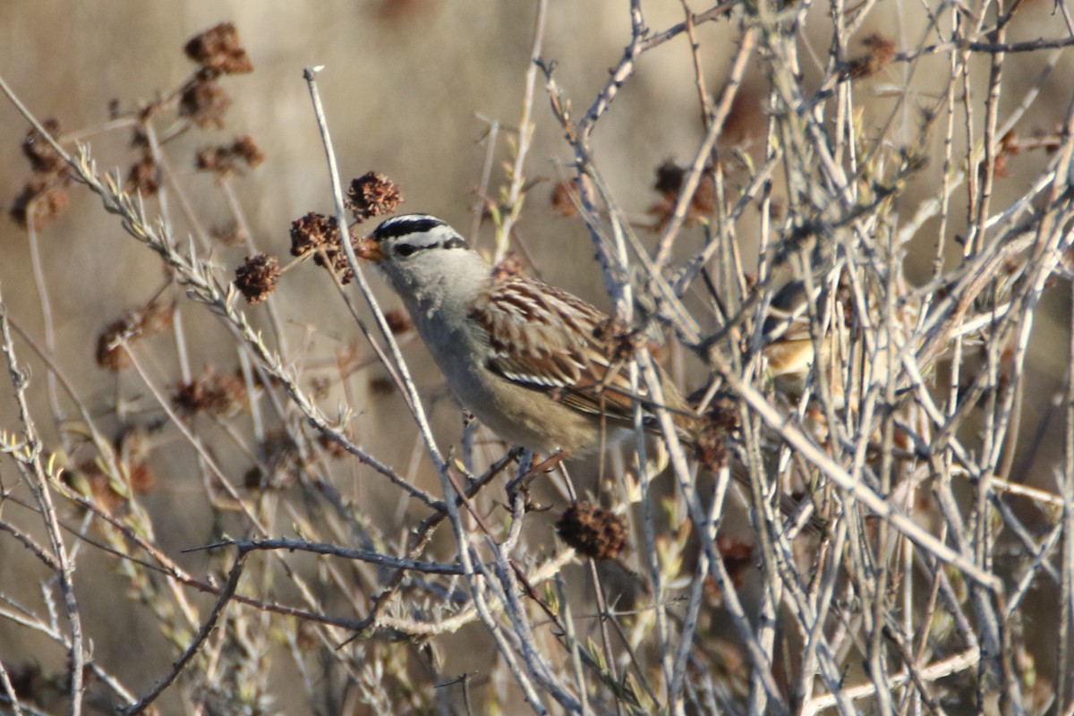 White-crowned Sparrow (Gambel's) - ML40911761