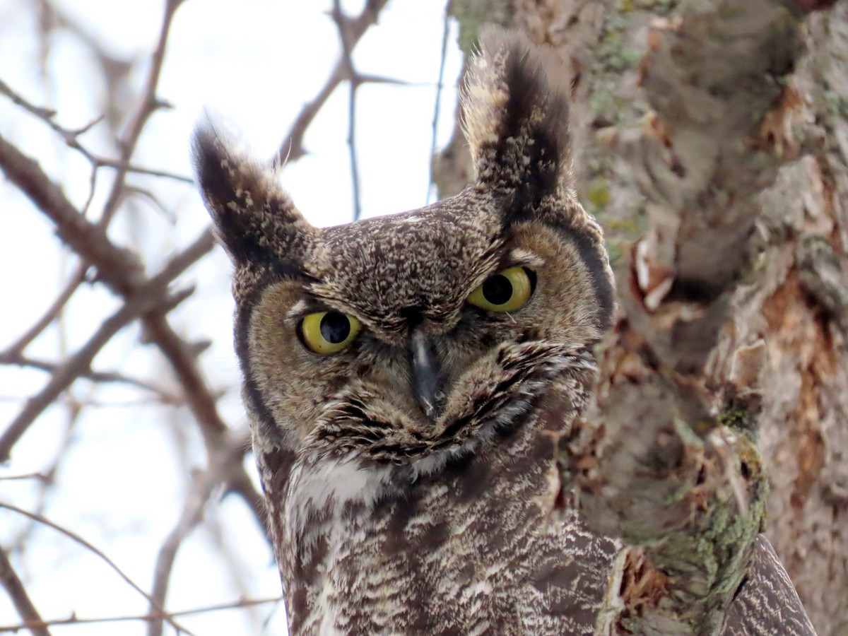 Great Horned Owl - Brad Vissia