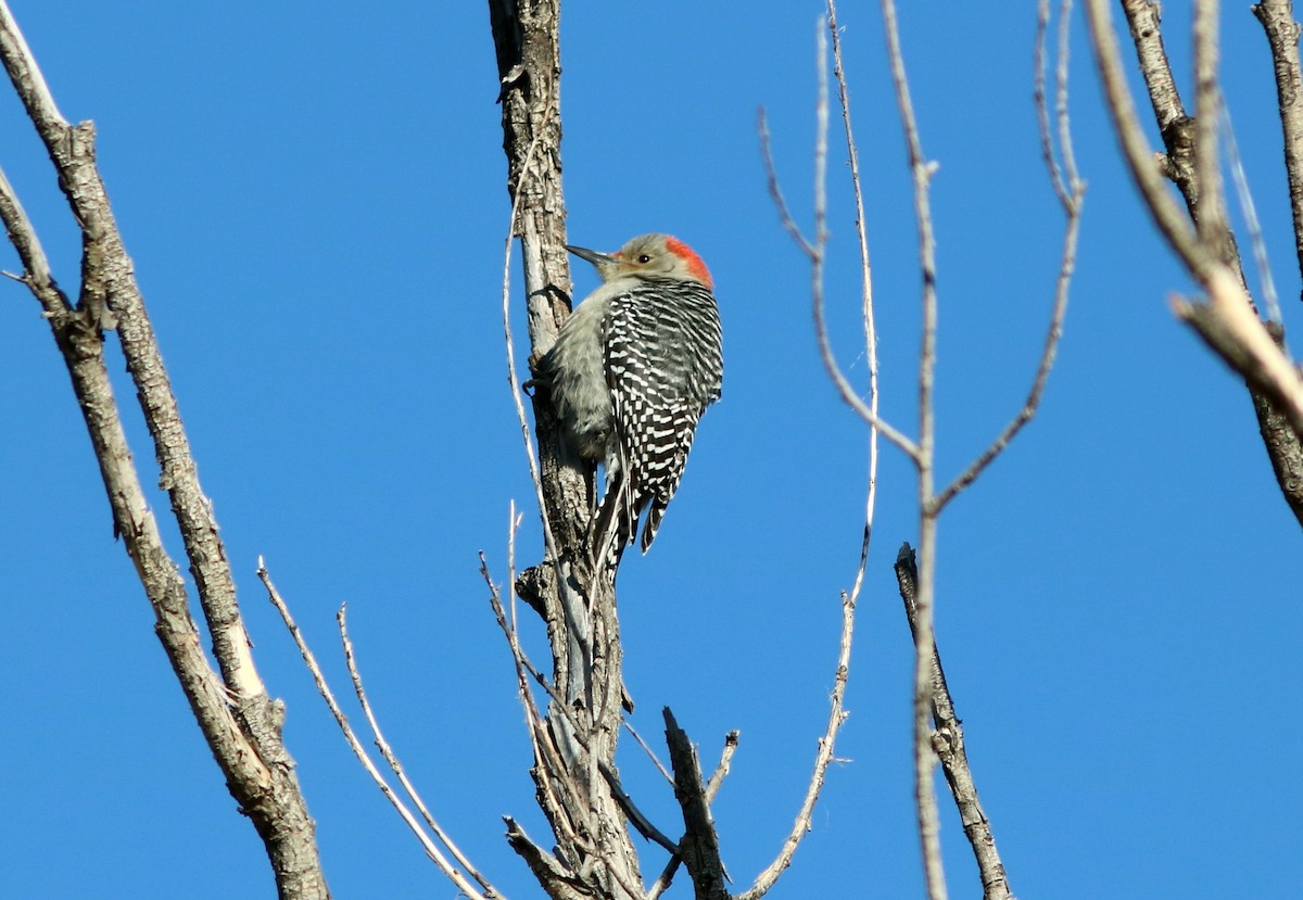 Red-bellied Woodpecker - John Drummond