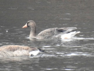 Greater White-fronted Goose, ML40911981