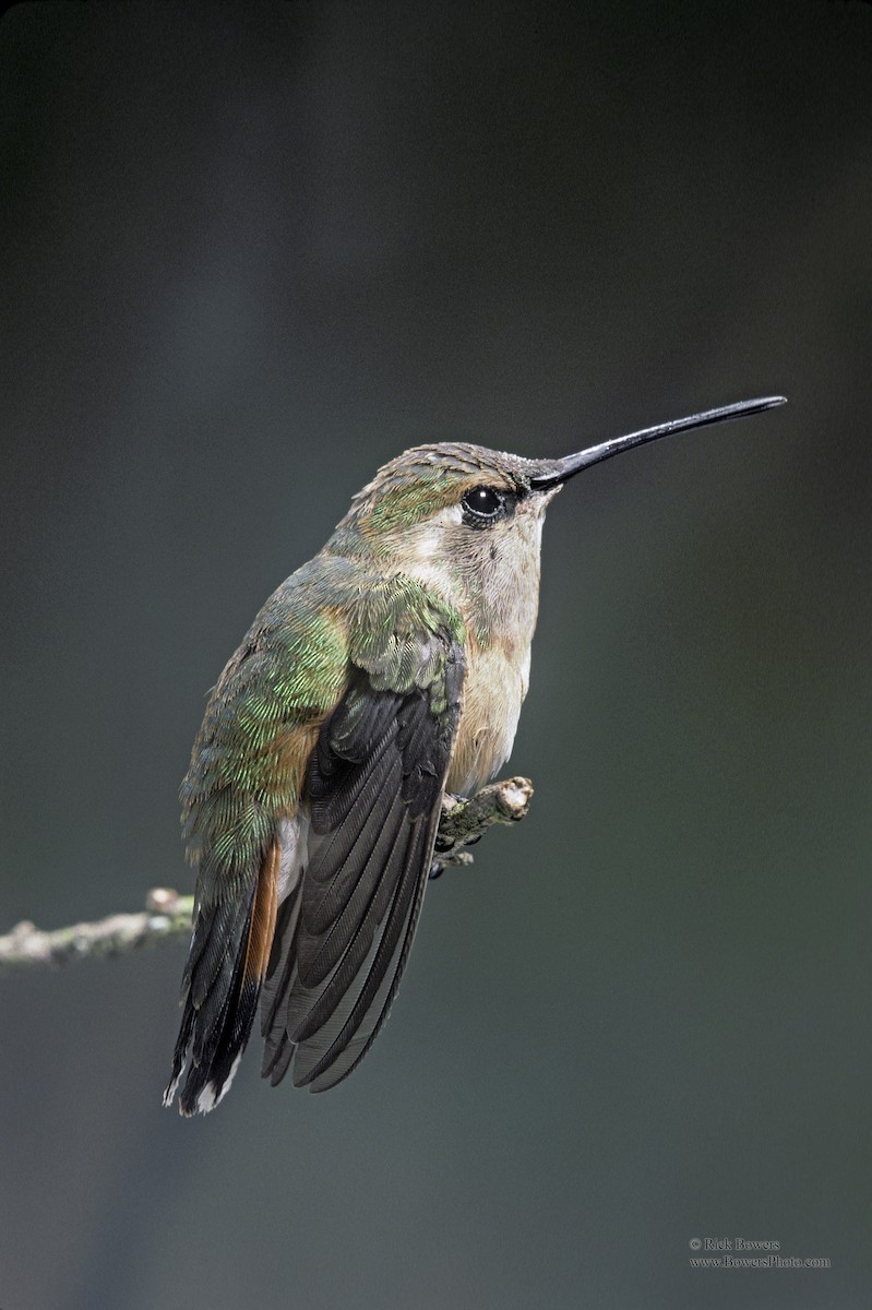 Beautiful Hummingbird - ML409121311