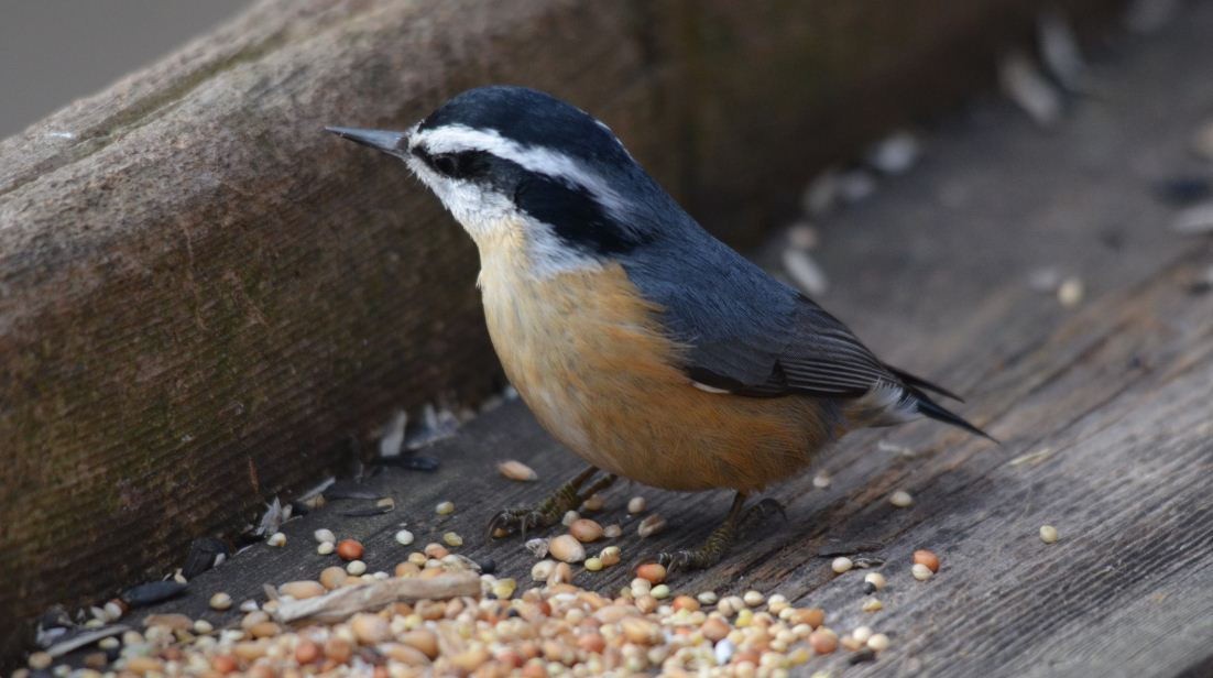 Red-breasted Nuthatch - Chris Cheatle