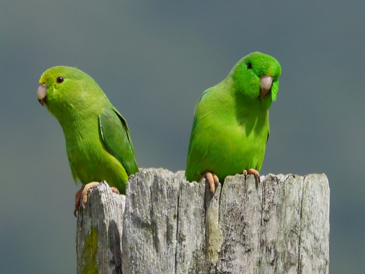 Green-rumped Parrotlet - Brian Ahern