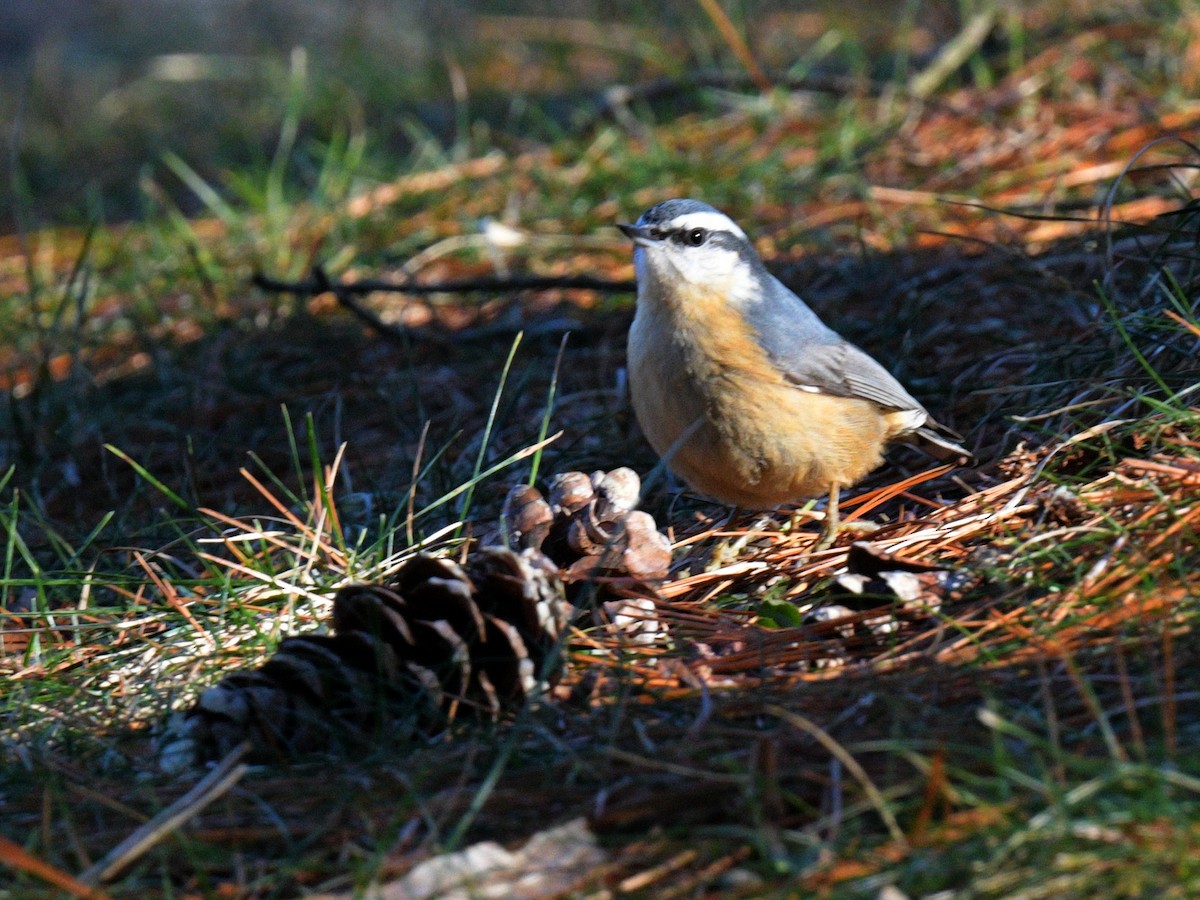 Red-breasted Nuthatch - ML409130531