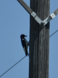 Red-headed Woodpecker - ML409137861