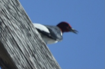 Red-headed Woodpecker - Larry Langstaff